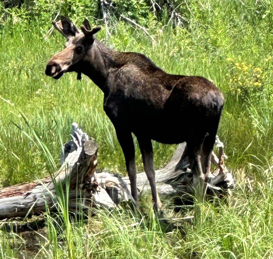 Moose in the Ute Pass Colorado mountains